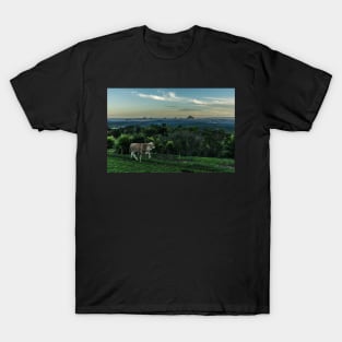 Cattle of Maleny T-Shirt